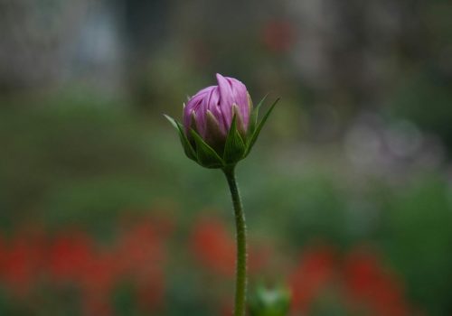 pexels-fahimnirob-15547538